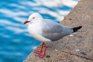 Silver gull, seagull bird