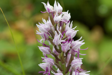 Flower of the Monkey orchid (Orchis simia)