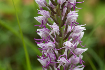 Flower of the Monkey orchid (Orchis simia)