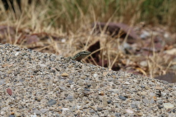 Green lizard