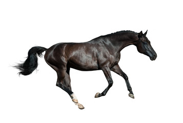 Fototapeta na wymiar Black purebred stallion