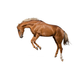 Obraz na płótnie Canvas Jumping young horse