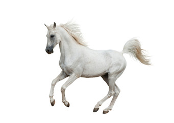 Naklejka na ściany i meble White arabian horse