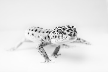 Eublifar, leopard Gecko - exotic animal