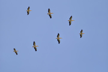 Pelicans flying against the blue sky (pelecanus onocrotalus)