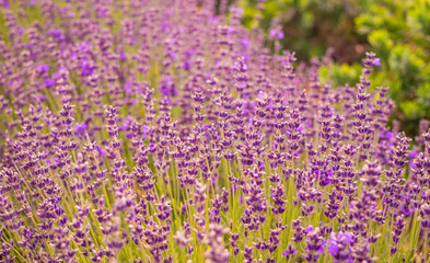 Obraz premium Flowering mountain lavender. Fragrant purple field flowers