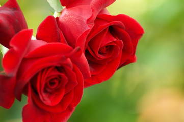 Romance. Roses - symbol of lovers