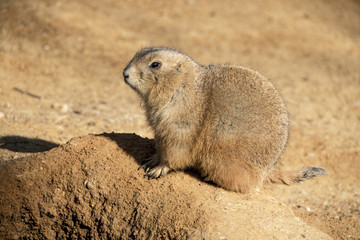 A Prarie Dog sitting in the Sun