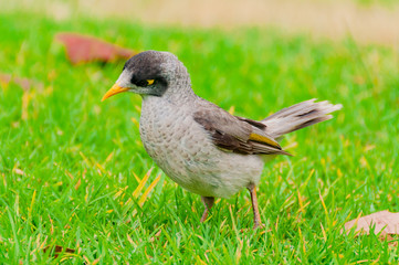 Indian Myna bird on green lawn