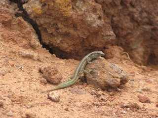 Lizard on the rock