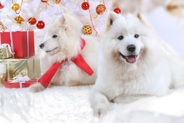 Two Samoyed dogs at Christmas