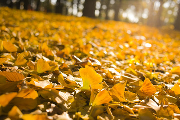 落ち葉　冬の森