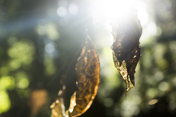 Sun peeking through trees and leaves