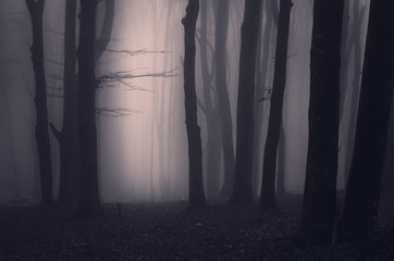 dark scary forest background