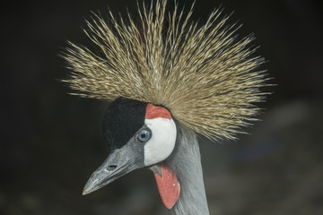 Closeup shot of Black Crowned Crane or Kaffir Crane Bird