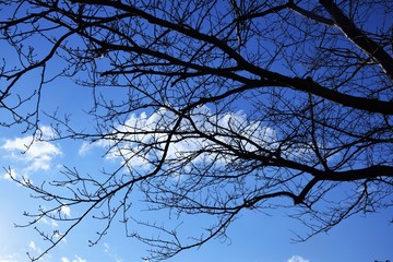 落葉樹と秋の空