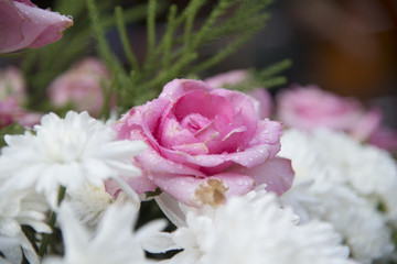 Many roses are arranged in rows.