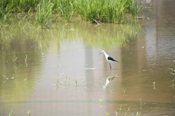Natural ecology of birds