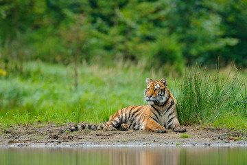 Amur tiger lying near lake water. Danger animal, tajga, Russia. Animal in green forest stream. Grey stone, river droplet. Siberian tiger splash water. Tiger wildlife scene, wild cat, nature habitat.