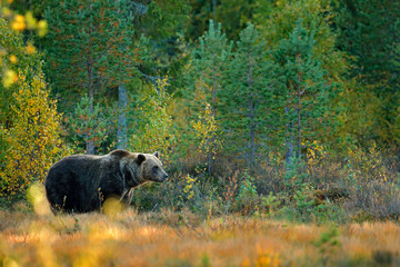 Bear hidden in yellow forest. Autumn trees with bear. Beautiful brown bear walking around lake with fall colours. Dangerous animal in nature wood, meadow habitat. Wildlife habitat from Finland.