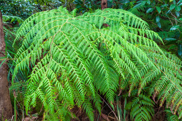 Lush green fern leaves