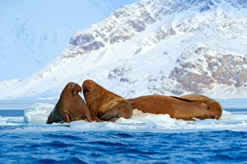 Winter Arctic landscape with big animal. Family on cold ice. Walrus, Odobenus rosmarus, stick out...