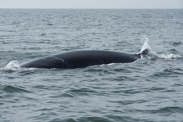 Fototapeta premium Bryde's whale, Whale in gulf of Thailand..