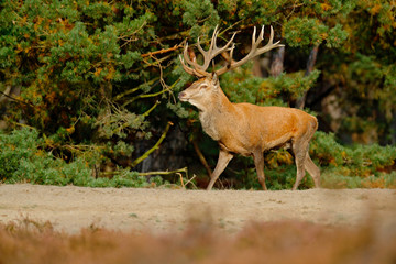 Wildlife scene, nature. Heath Moorland, autumn animal behaviour. Red deer, rutting season, Hoge Veluwe,  Netherlands. Deer stag, bellow majestic powerful adult animal outside wood. Pine tree forest.