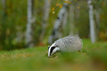 Badger in forest, animal nature habitat, Germany, Europe. Wildlife scene. Wild Badger, Meles meles, animal in wood. European badger, autumn pine green forest. Mammal environment, rainy day.