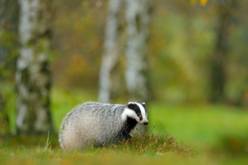 European badger, autumn larch green forest. Mammal environment, rainy day. Badger in forest, animal nature habitat, Germany, Europe. Wildlife scene. Wild Badger, Meles meles, animal in meadow wood.