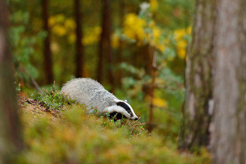 Badger in forest, animal nature habitat, Germany, Europe. Wildlife scene. Wild Badger, Meles meles, animal in wood. European badger, autumn pine green forest. Mammal environment, rainy day.