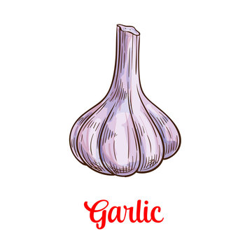 Garlic vegetable sketch for spice and food design