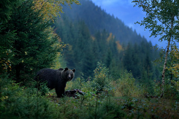Brown bear feeding before winter. Slovakia mountain Mala Fatra, green forest. Dangers animal, yellow autumn, wood habitat. Wildlife Europe. Brown bird in environment, dark evening autumn forest.