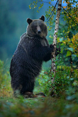Obraz premium Bear rise up, get on one's hind legs, with larch autumn tree. Brown bear before winter. Slovakia mountain Mala Fatra, green forest. Big female, dangers animal, wood habitat. Wildlife from Europe.