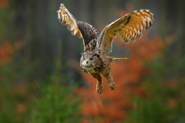 Flying Eurasian Eagle Owl, Bubo bubo, with open wings in forest habitat, orange autumn trees....