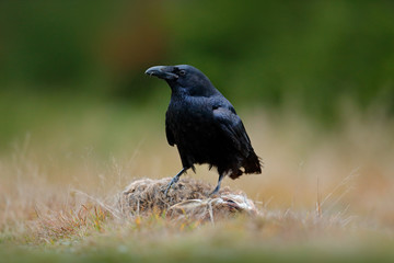 Raven, black bird with dead hare on the road, animal behaviour, nature habitat, dark green forest in the background. Wildlife scene from nature, Germany, Europe.