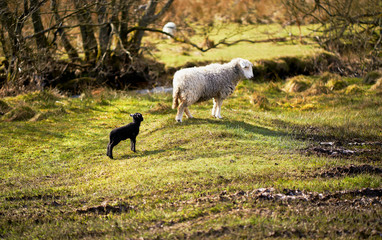 Fototapeta premium A newborn lamb with a new mother on farmland on a sunny day in the Lake District, England, UK.
