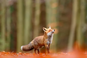 Süßer Rotfuchs, Vulpes vulpes, Herbstwald. Schönes Tier im Naturlebensraum. Orangenfuchs, Detailporträt, Tschechisch. Wildlife-Szene aus der wilden Natur. Roter Fuchs, der in orangefarbenem Herbstlaub läuft.