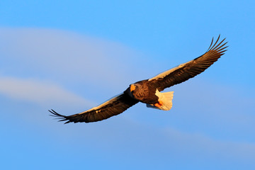 Bird on the blue sky. Steller's sea eagle, Haliaeetus pelagicus, flying bird of prey, with blue sky in background, Hokkaido, Japan. Eagle fly, open wings. Eagle flight during winter. Wildlife scene.
