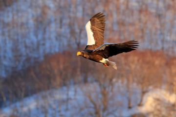 Flying rare eagle. Steller's sea eagle, Haliaeetus pelagicus, flying bird of prey, with blue sky in background, Hokkaido, Japan. Eagle with nature mountain habitat. Winter scene with snow and eagle.