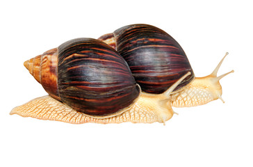 Two Giant african Achatina snails isolated on white background.