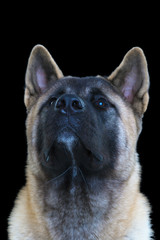 portrait of american akita on black background close-up