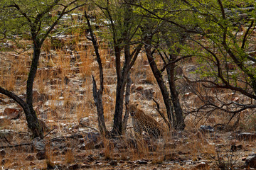 Indian Bengal leopard, Panthera pardus fusca, big spotted cat lying on the tree in the nature habitat, Ranthambore national park, India. Leoprad hidden in green vegetation. Art view of nature.