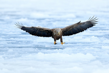 Eagle fly landing above the sea ice. Winter scene with bird of prey. Big eagles, snow sea. Flight White-tailed eagle, Haliaeetus albicilla, Hokkaido, Japan. Action wildlife scene with white cold ice.