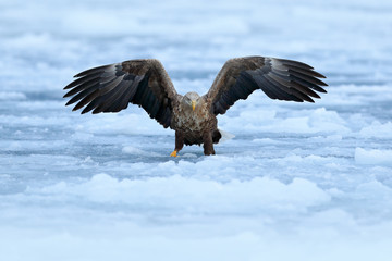 Flight White-tailed eagle, Haliaeetus albicilla, Hokkaido, Japan. Action wildlife scene with white cold ice. Eagle fly landing above the sea ice. Winter scene with bird of prey. Big eagles, snow sea.