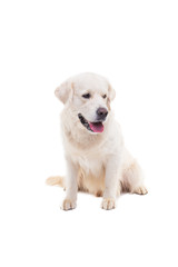 Obraz premium portrait of a golden retriever on a white background