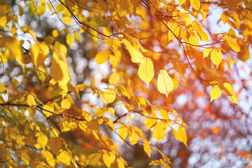 The red, orange and yellow colours of autumn leaves and trees on a sunny winters day.