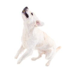 golden retriever jumping, catching food against a white background