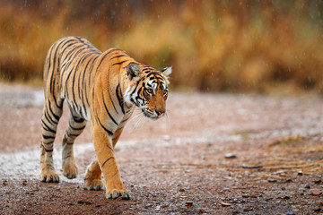 Fototapeta premium Indian tiger with first rain, wild animal in the nature habitat, Ranthambore, India. Big cat, endangered animal. End of dry season, beginning monsoon. Tiger walking on the gravel road. Wildlife India.