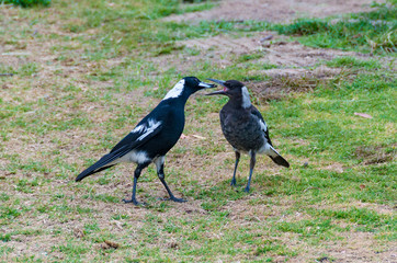Adult and juvenile Australian Magpie birds